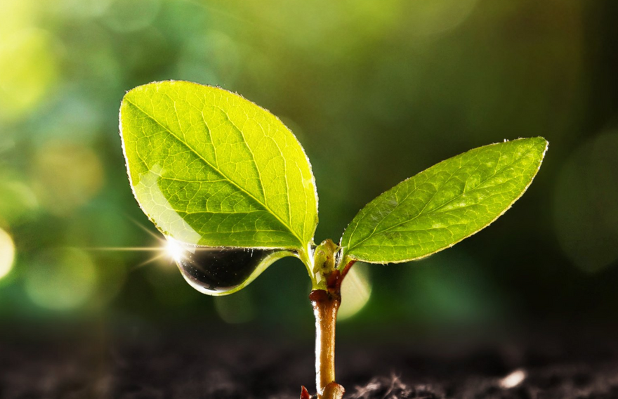 A photo of a new seedling that was seemingly just planted