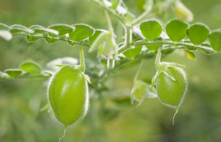 Why Chickpeas are the Perfect Eco-Friendly Snack